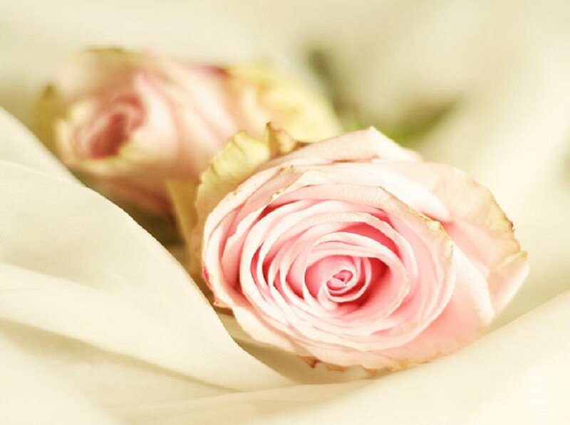 Pink Roses on Fabric
