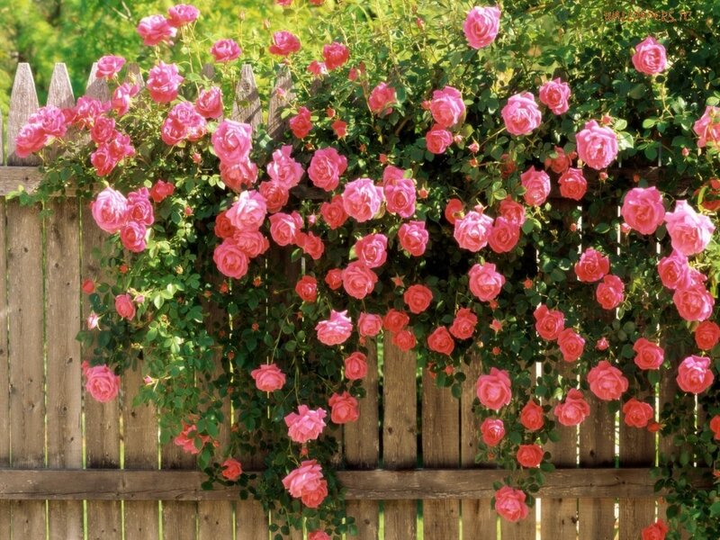 Pink Roses on Fence — Brown