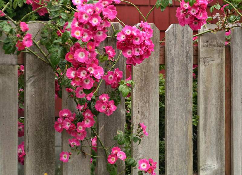 Pink Roses on Fence — Calm, Summer