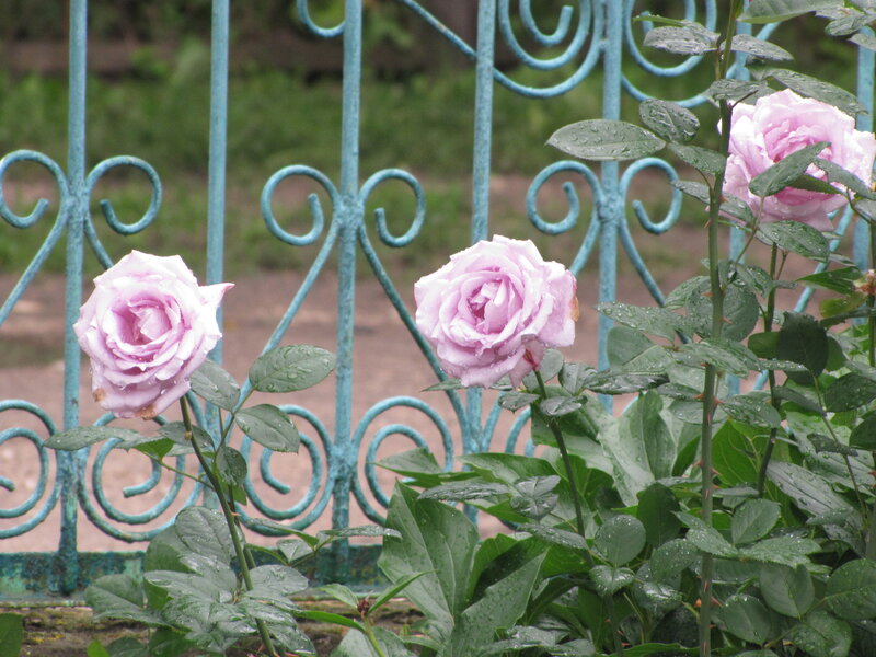 Pink Roses on Fence — Calm
