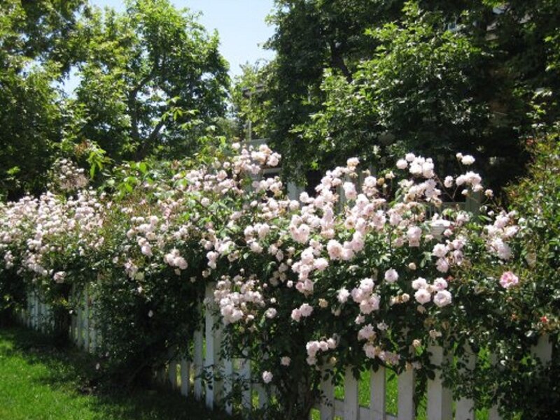 Pink Roses on Fence — Green, Serene