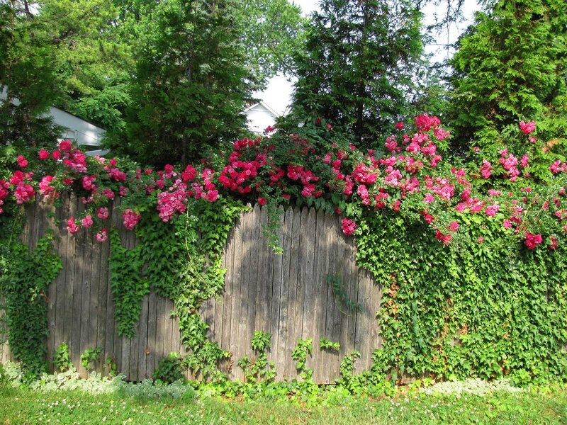 Pink Roses on Fence — Green