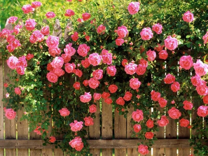 Pink Roses on Fence — Photograph