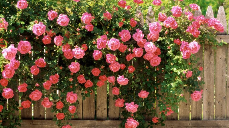 Pink Roses on Fence — Serene, Afternoon, Photograph, Green Leaves, Sunlight, Green, Brown