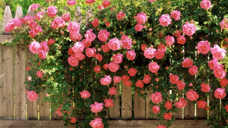 Pink Roses on Fence — Serene, Afternoon, Photograph, Green Leaves, Sunlight, Green