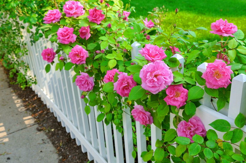 Pink Roses on Fence — Serene, Afternoon, Photograph, Sidewalk