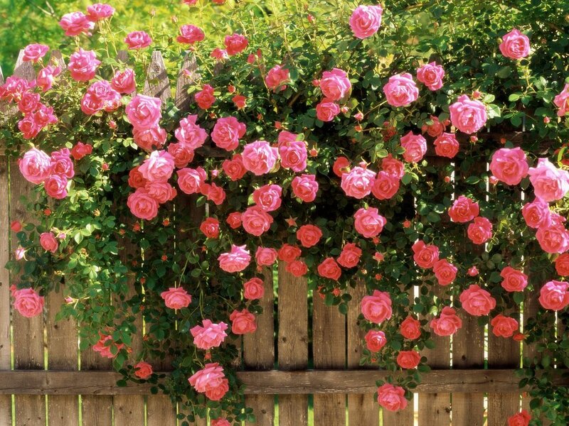 Pink Roses on Fence — Serene, Afternoon