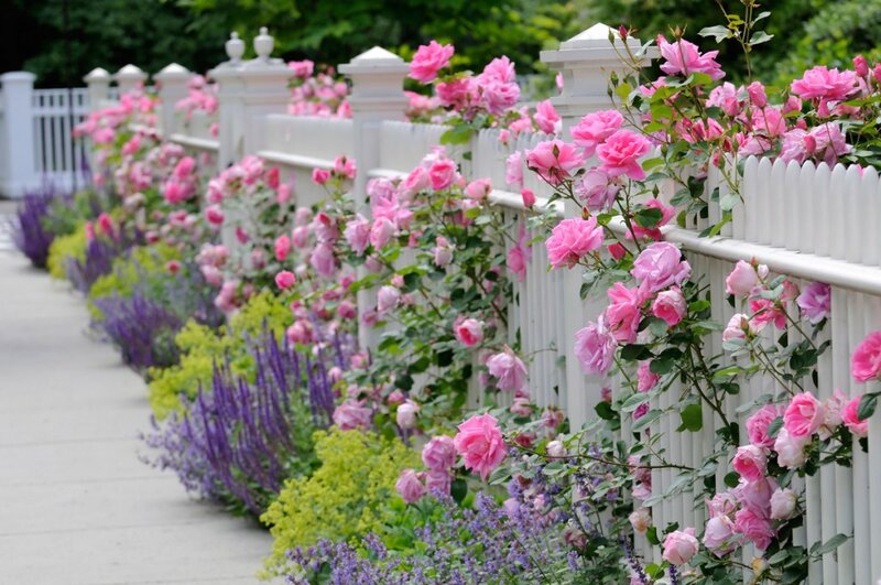 Pink Roses on Fence — Serene, Spring