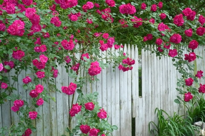 Pink Roses on Fence — Serene, Summer