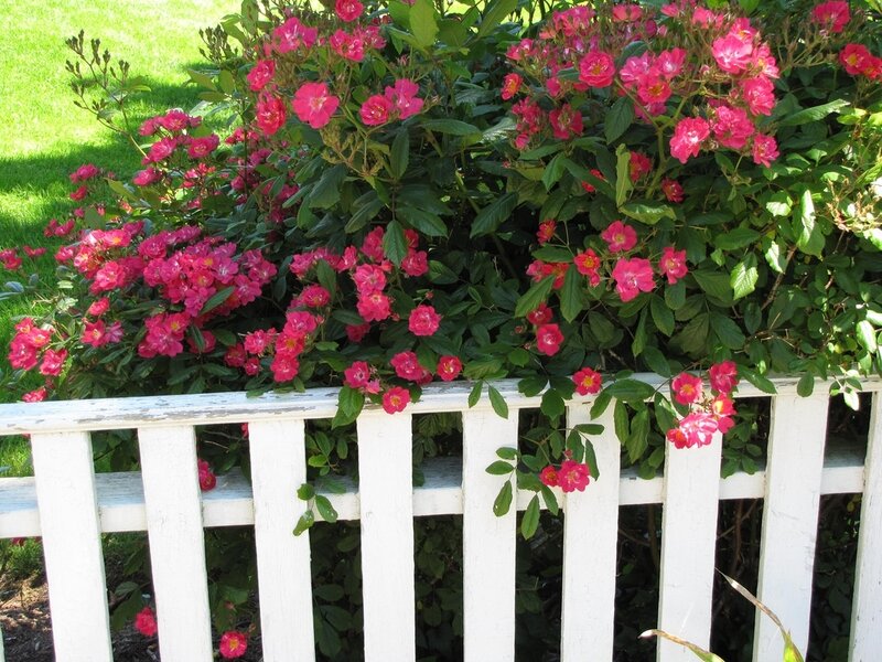 Pink Roses on Fence — Serene