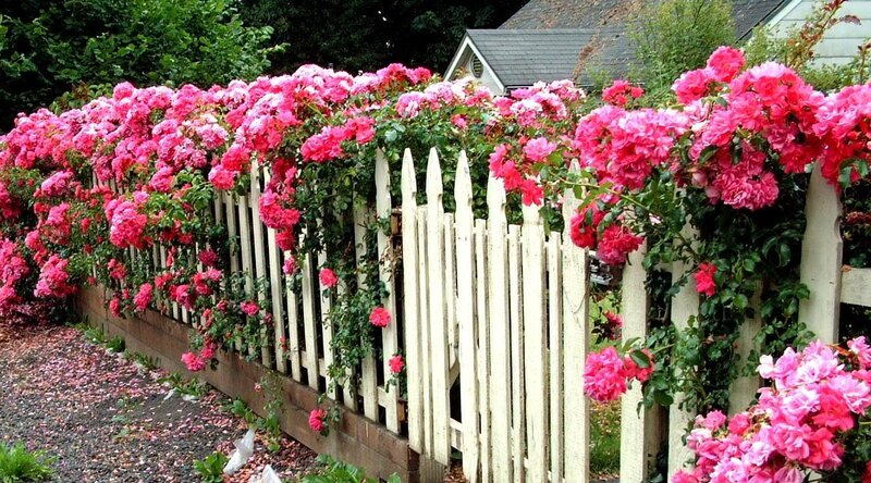 Pink Roses on Fence