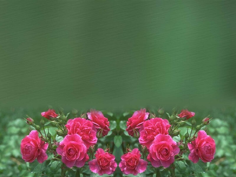 Pink roses on green background