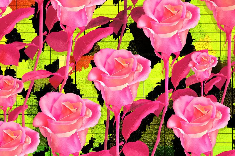 Pink Roses on Grid