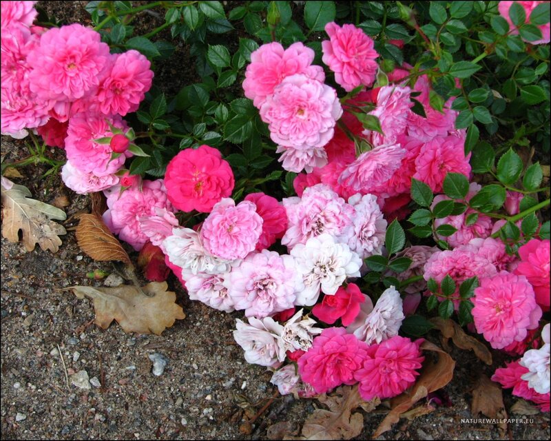 Pink Roses on Ground — Calm