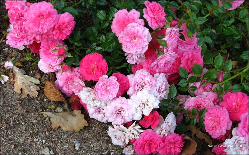 Pink Roses on Ground