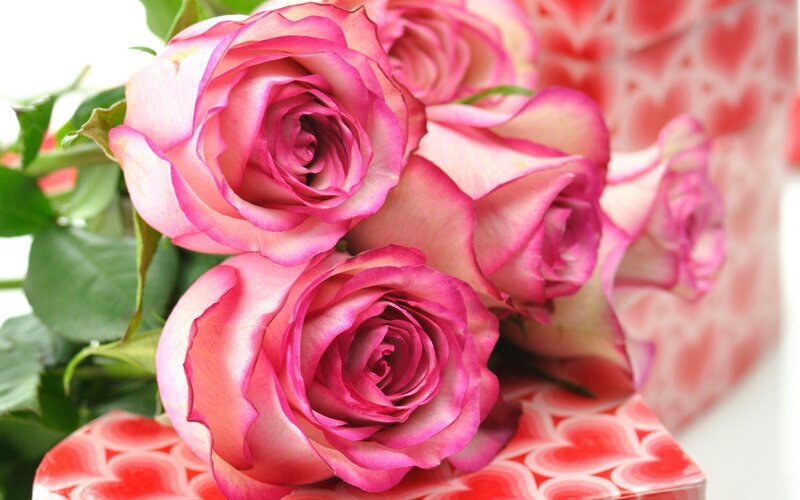 Pink roses on heart pattern