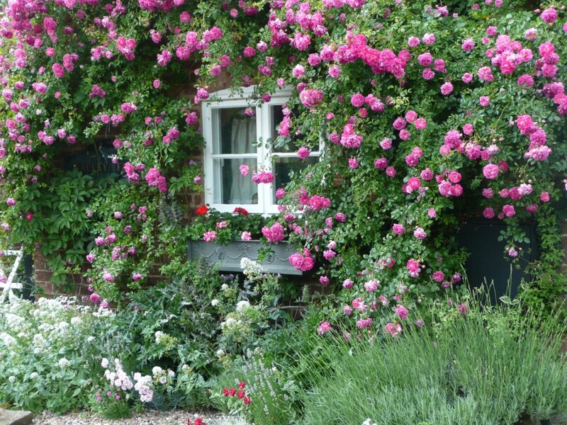 Pink Roses on House — Serene