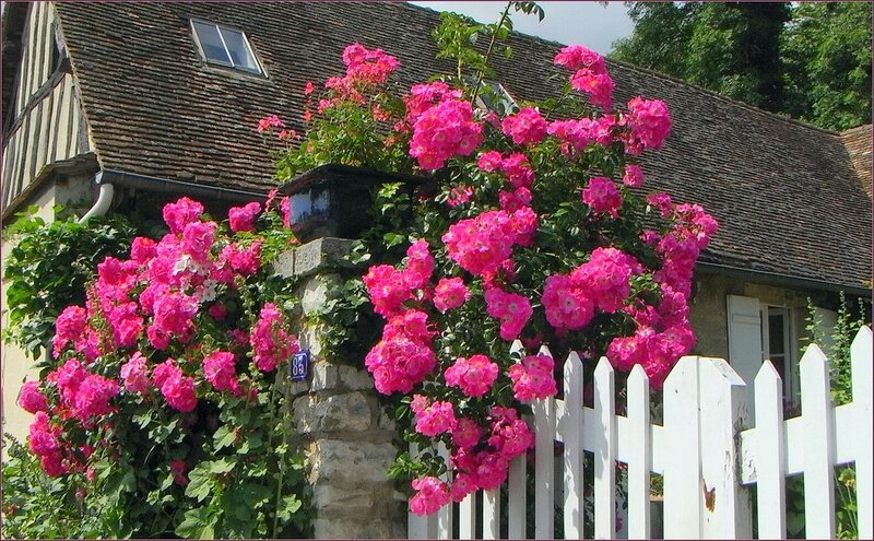 Pink Roses on House