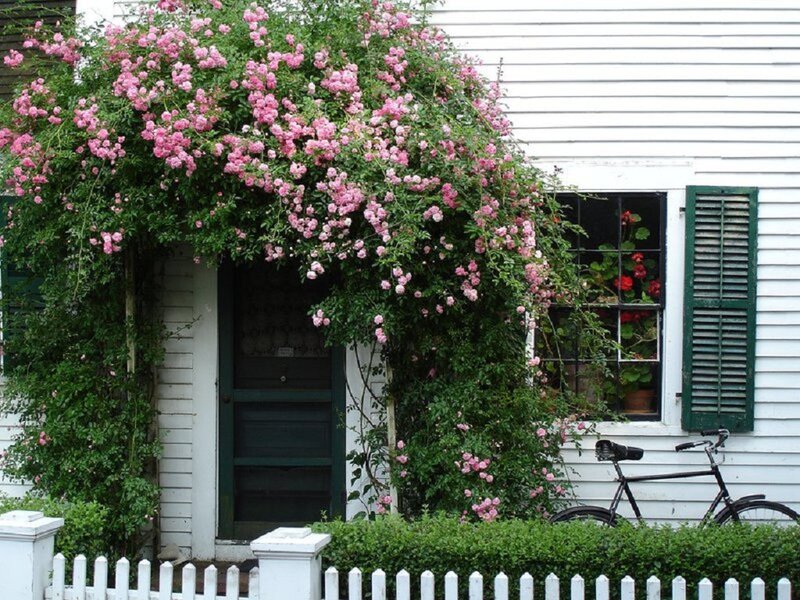 Pink Roses on House — White