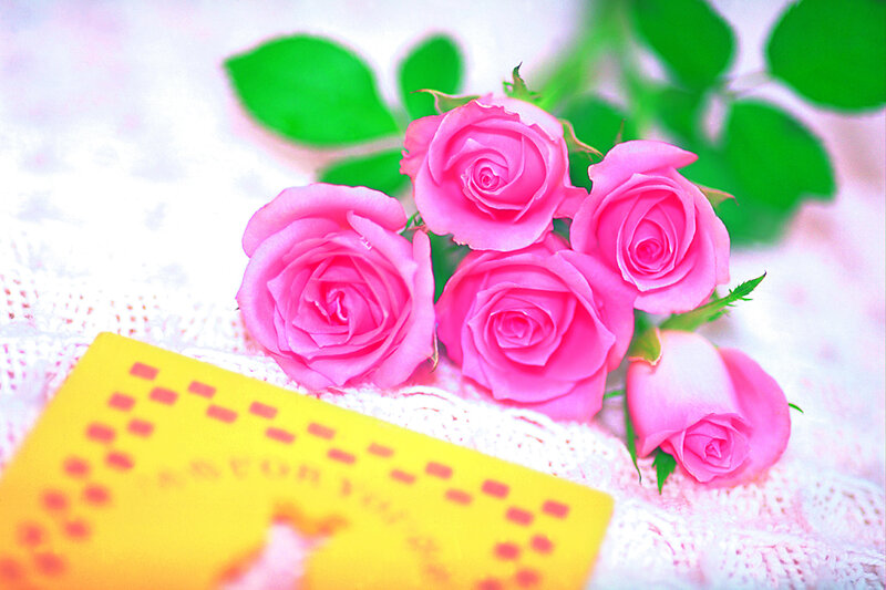 Pink Roses on Lace
