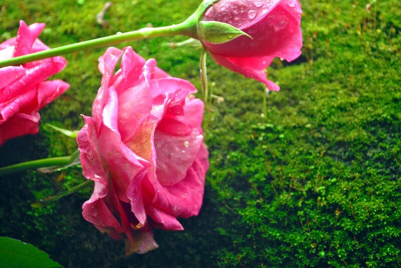Pink Roses on Moss