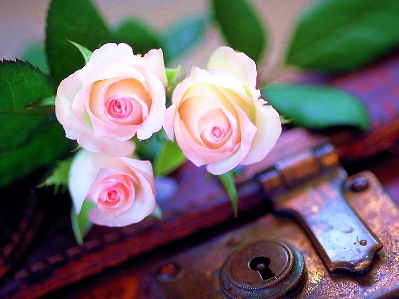 Pink roses on old suitcase