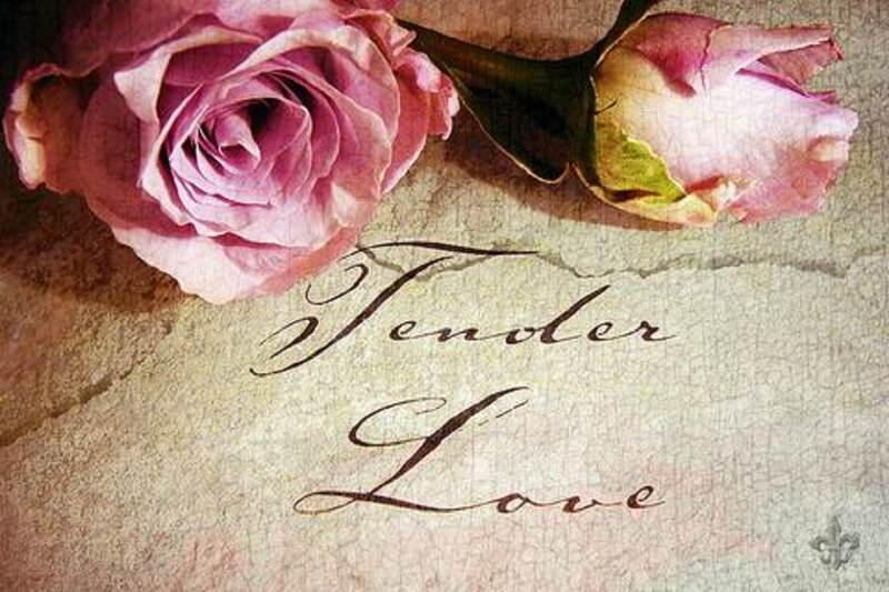 Pink Roses on Paper — Tender
