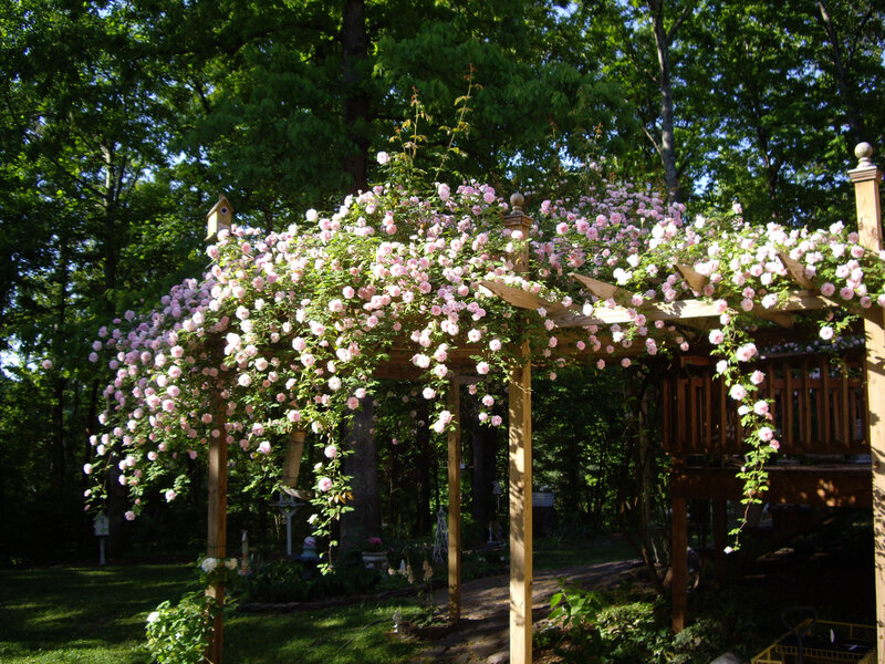 Pink Roses on Pergola