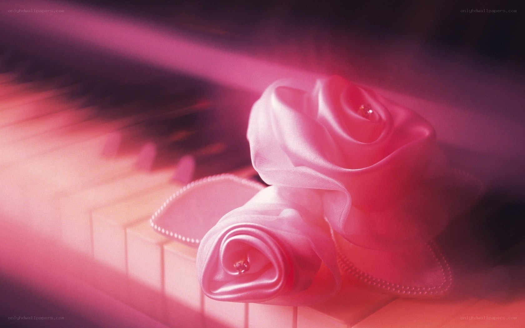 Pink roses on piano keys