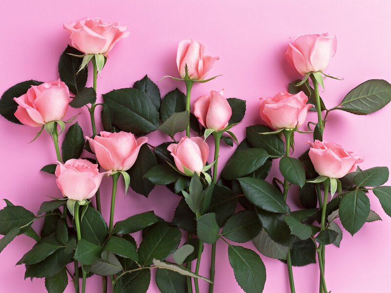 Pink roses on pink background