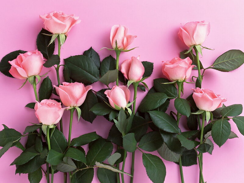 Pink Roses on Pink Background — Calm, Photograph
