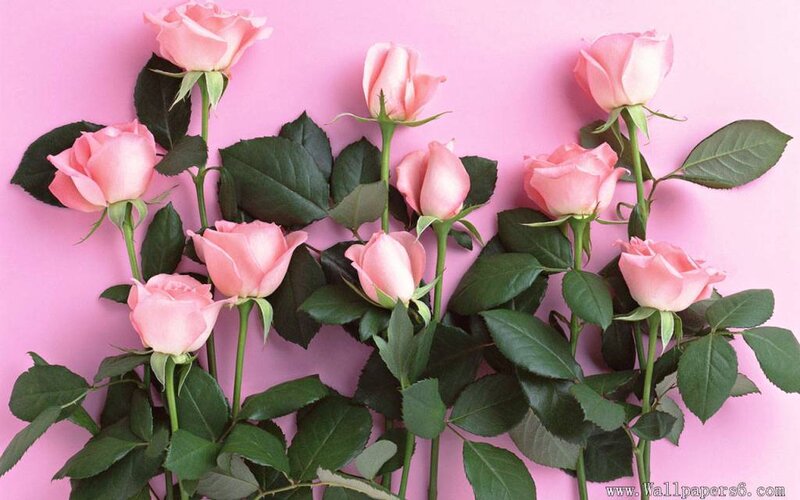 Pink Roses on Pink Background — Calm