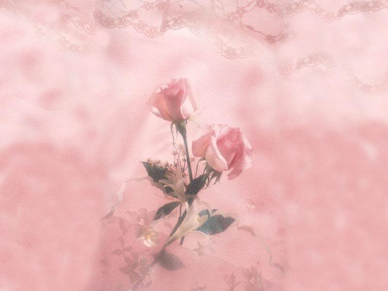 Pink Roses on Pink Background — Serene