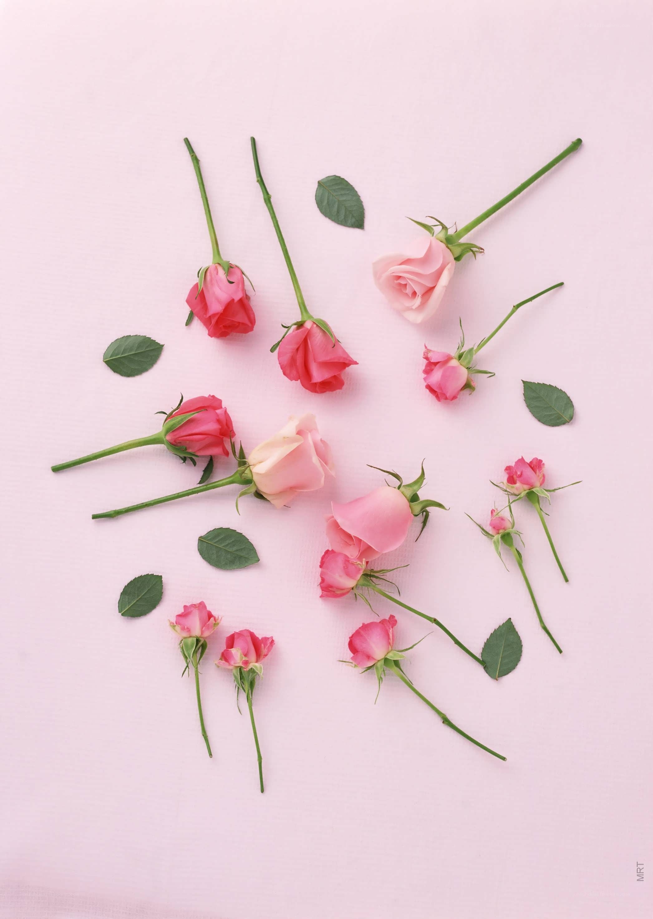 pink roses on pink background