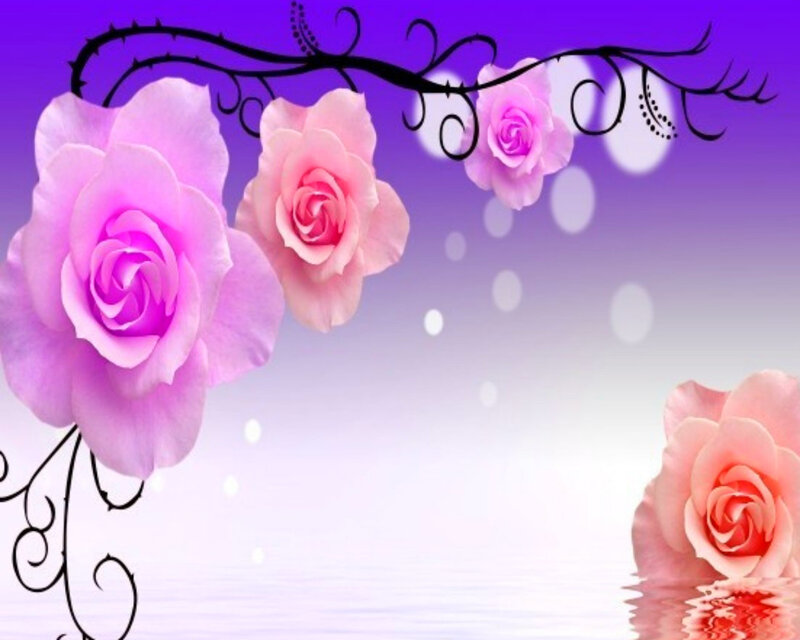 Pink Roses on Purple Background