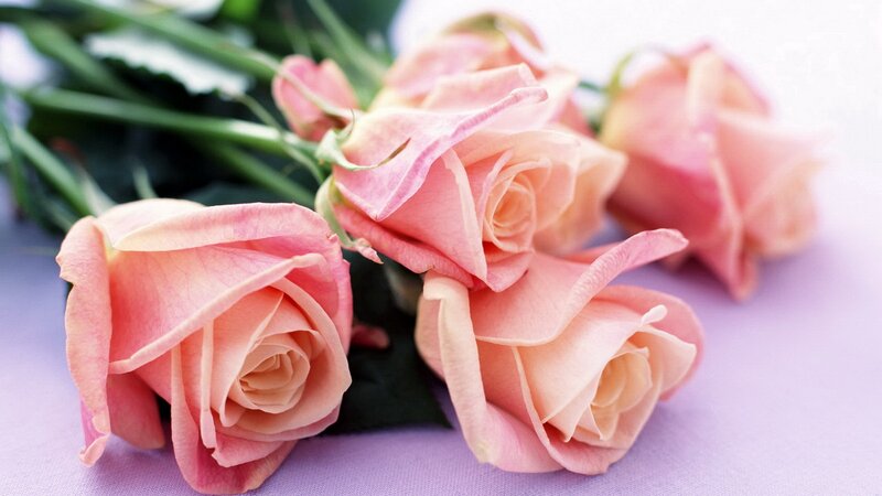 Pink Roses on Purple — Calm, Photograph, Flowers