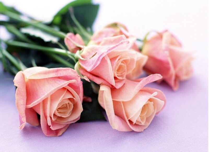 Pink Roses on Purple — Calm, Photograph, Green Leaves