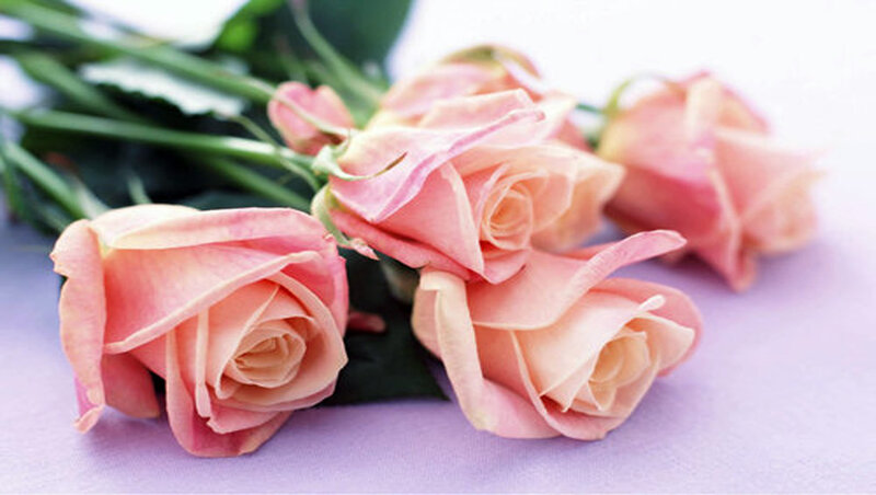 Pink Roses on Purple — Calm, Photograph