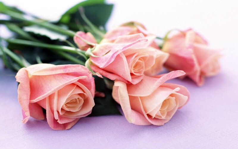 Pink Roses on Purple — Calm