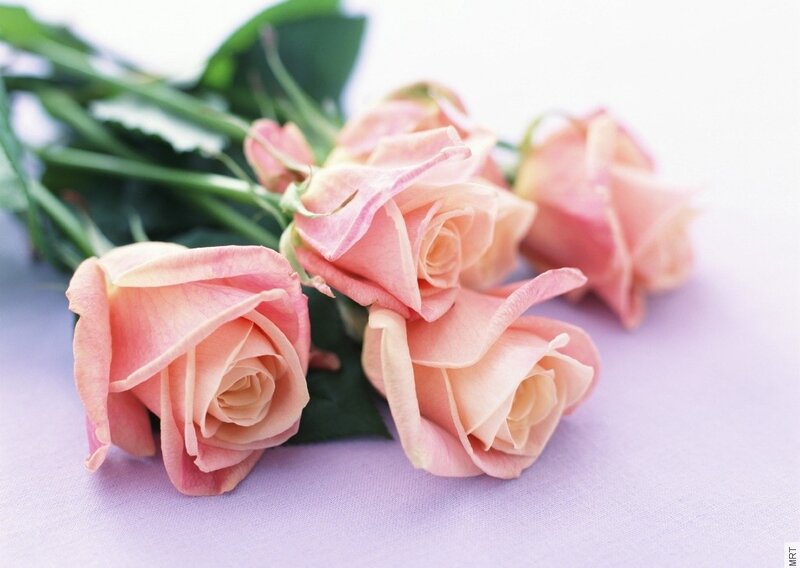Pink roses on purple surface
