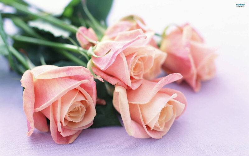 Pink Roses on Purple