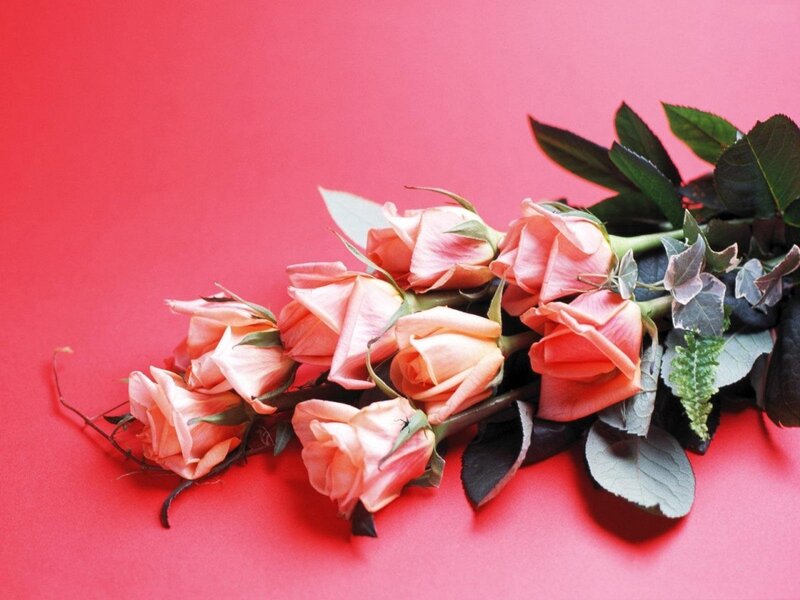 Pink roses on red background