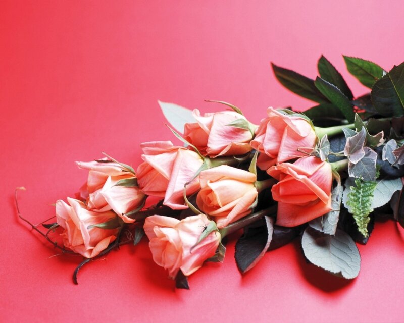 Pink roses on red background