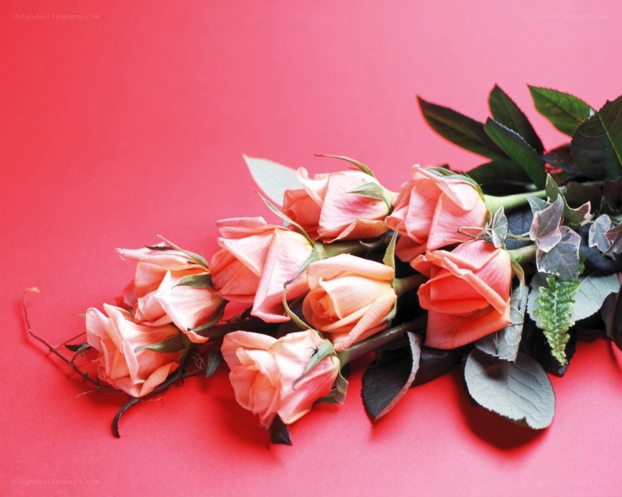 Pink roses on red background