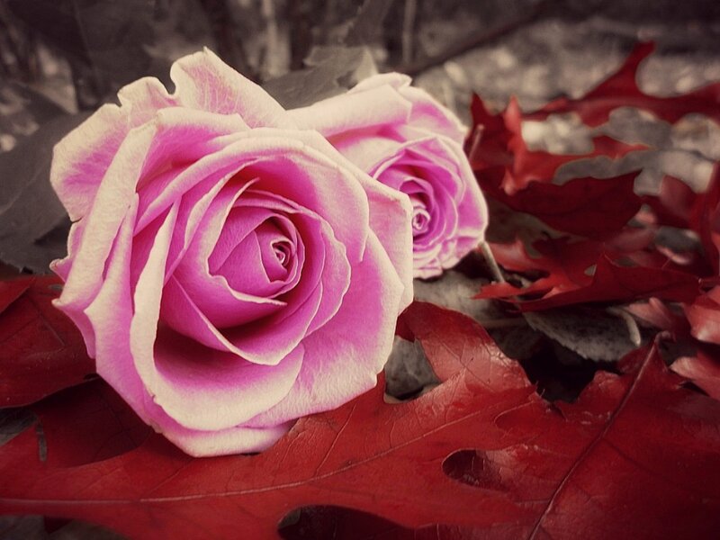 Pink Roses on Red Leaves