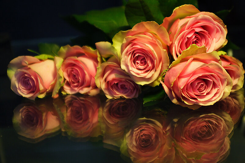 Pink roses on reflective surface
