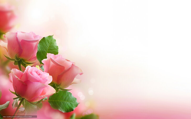 Pink roses on soft background