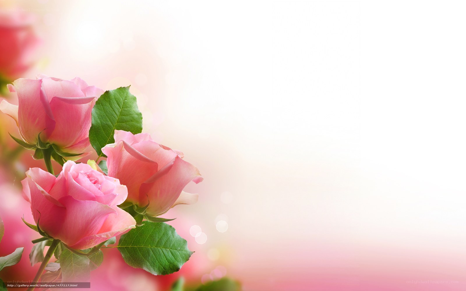 Pink roses on soft background