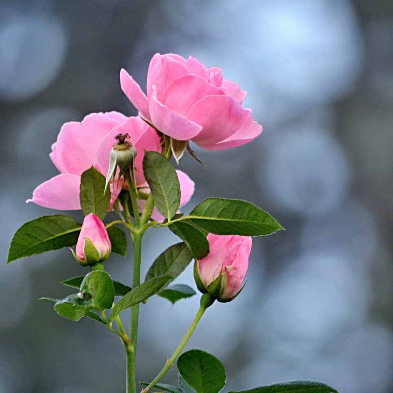 Pink Roses on Stem — Calm