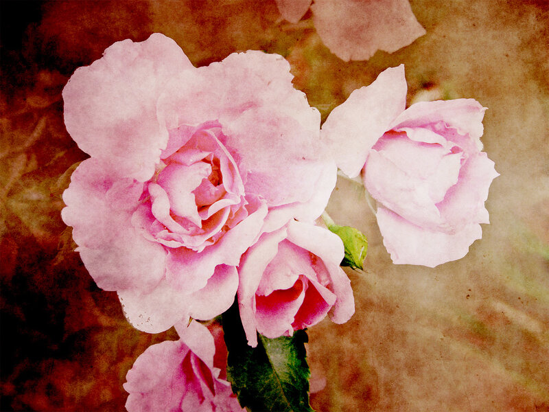 Pink Roses on Stem